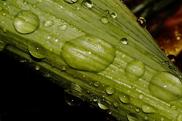 Image showing raindrops