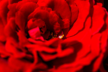 Image showing beautiful red roses for romatic background