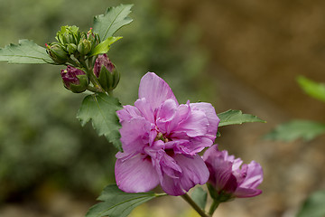 Image showing beautiful violet hibiscus in garden