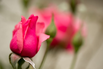 Image showing beautiful pink roses in garden