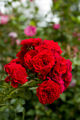 Image showing beautiful red roses  in garden