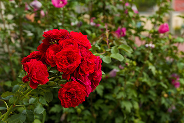 Image showing beautiful red roses  in garden