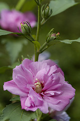 Image showing beautiful violet hibiscus in garden