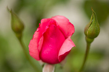 Image showing beautiful pink roses in garden