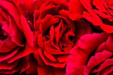 Image showing beautiful red roses for romatic background