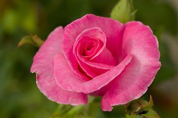 Image showing beautiful pink roses in garden