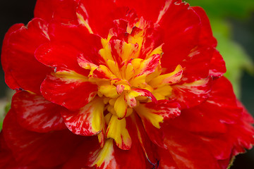 Image showing Macro of Flowers begonia