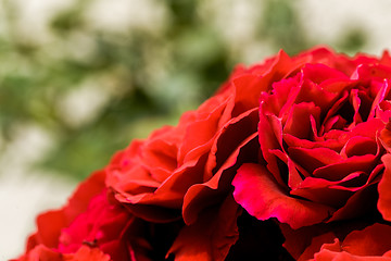 Image showing beautiful red roses for romatic background