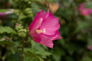 Image showing beautiful pink hibiscus in garden
