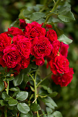 Image showing beautiful red roses  in garden