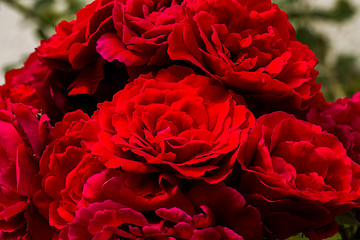 Image showing beautiful red roses for romatic background