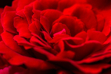 Image showing beautiful red roses for romatic background