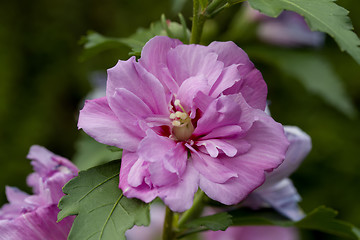 Image showing beautiful violet hibiscus in garden