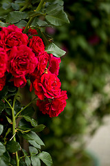 Image showing beautiful red roses  in garden