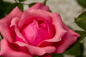 Image showing beautiful pink roses in garden