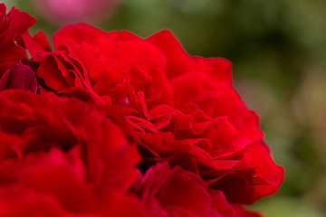 Image showing beautiful red roses for romatic background