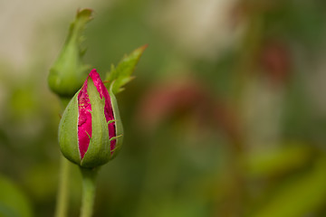 Image showing bud of beautiful pink roses in garden