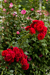 Image showing beautiful red roses  in garden