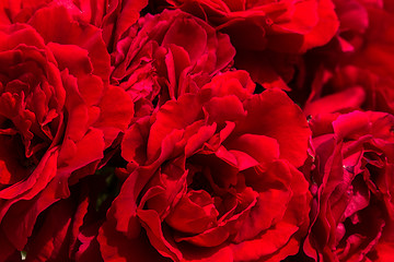 Image showing beautiful red roses for romatic background