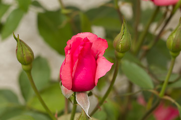 Image showing beautiful pink roses in garden