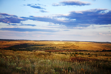 Image showing field of summer grass