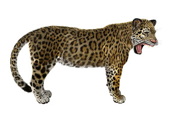 Image showing Big Cat Jaguar