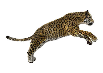 Image showing Big Cat Jaguar