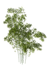 Image showing Bamboo Trees