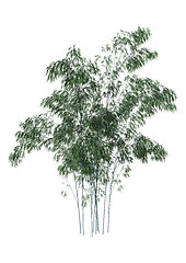 Image showing Bamboo Trees