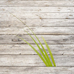 Image showing Green reed growing in gap between wooden pathway