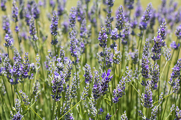 Image showing Lavender flower blooming