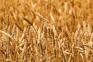 Image showing mature wheat  