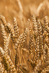 Image showing rye ears  