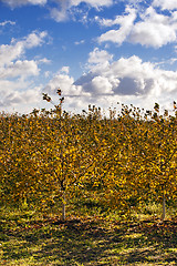 Image showing apple-tree garden  