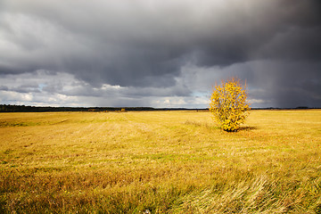 Image showing   trees   in  autumn  