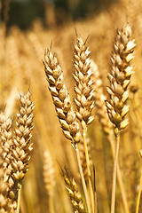 Image showing rye ear  