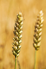 Image showing rye ears  