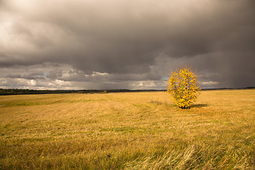 Image showing   trees   in  autumn  