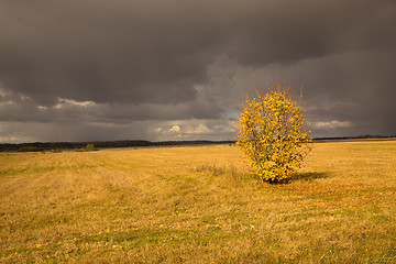 Image showing   trees   in  autumn  