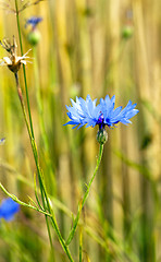 Image showing cornflowers 