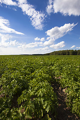 Image showing  green potatoes 