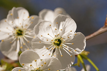 Image showing apple-tree flowers 