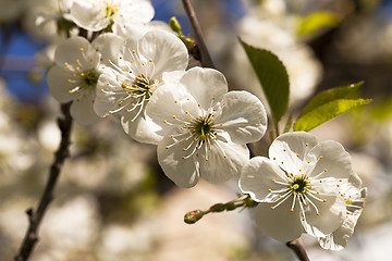 Image showing apple-tree flowers 