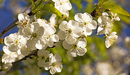 Image showing apple-tree flowers 