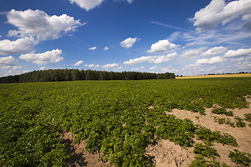 Image showing potato field  