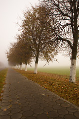 Image showing   trees   in  autumn  