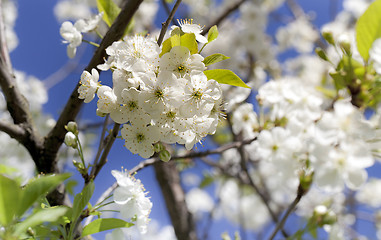 Image showing blossoming cherry  