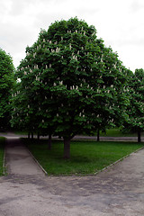 Image showing   trees in  summer 