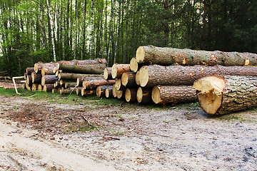 Image showing   sawed trees