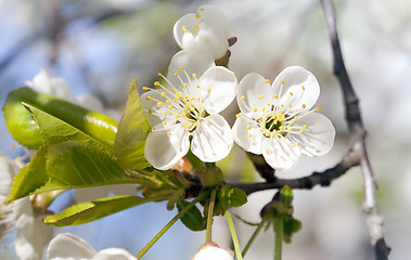 Image showing apple-tree flowers 